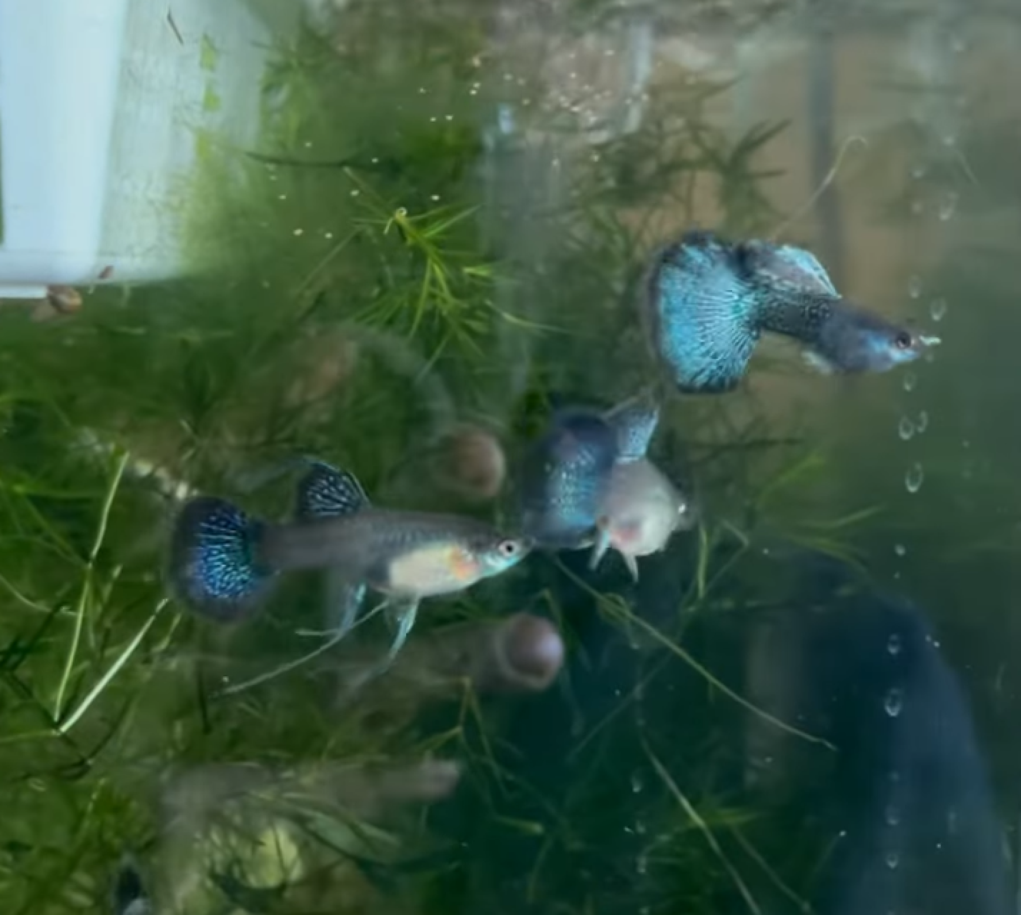 Metallic Green Dragon Ribbon Guppy