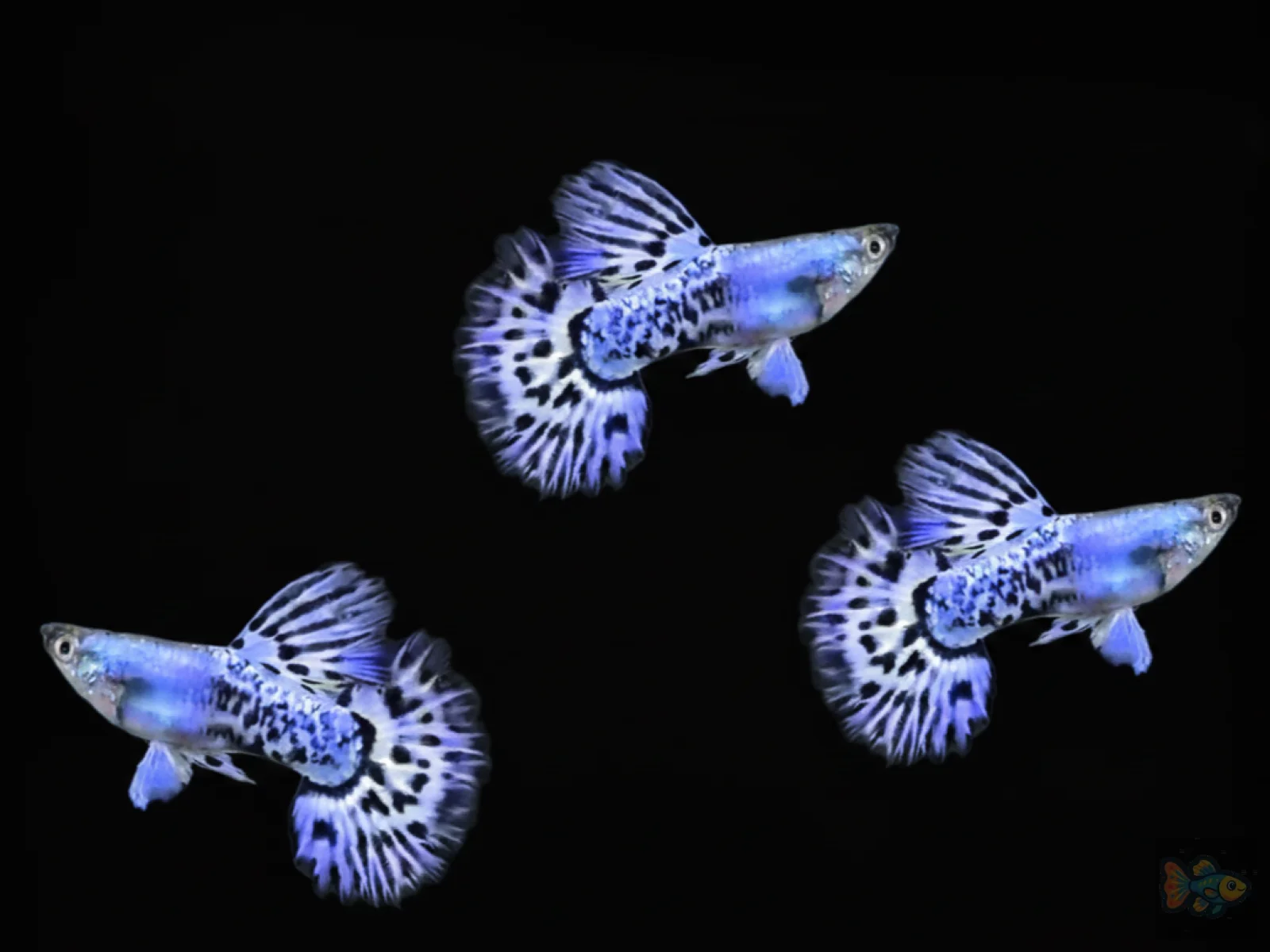 Platinum Blue Mosaic Halfmoon Guppy