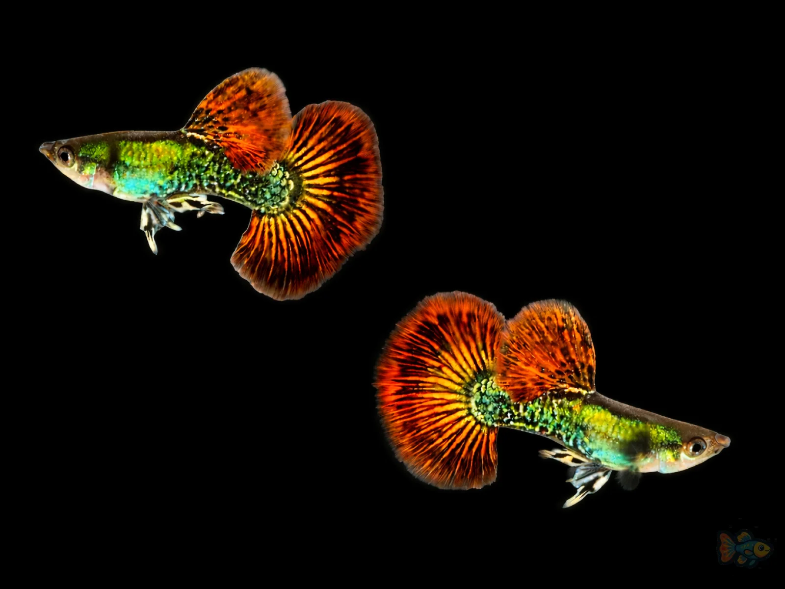 Platinum Red Dragon Guppy