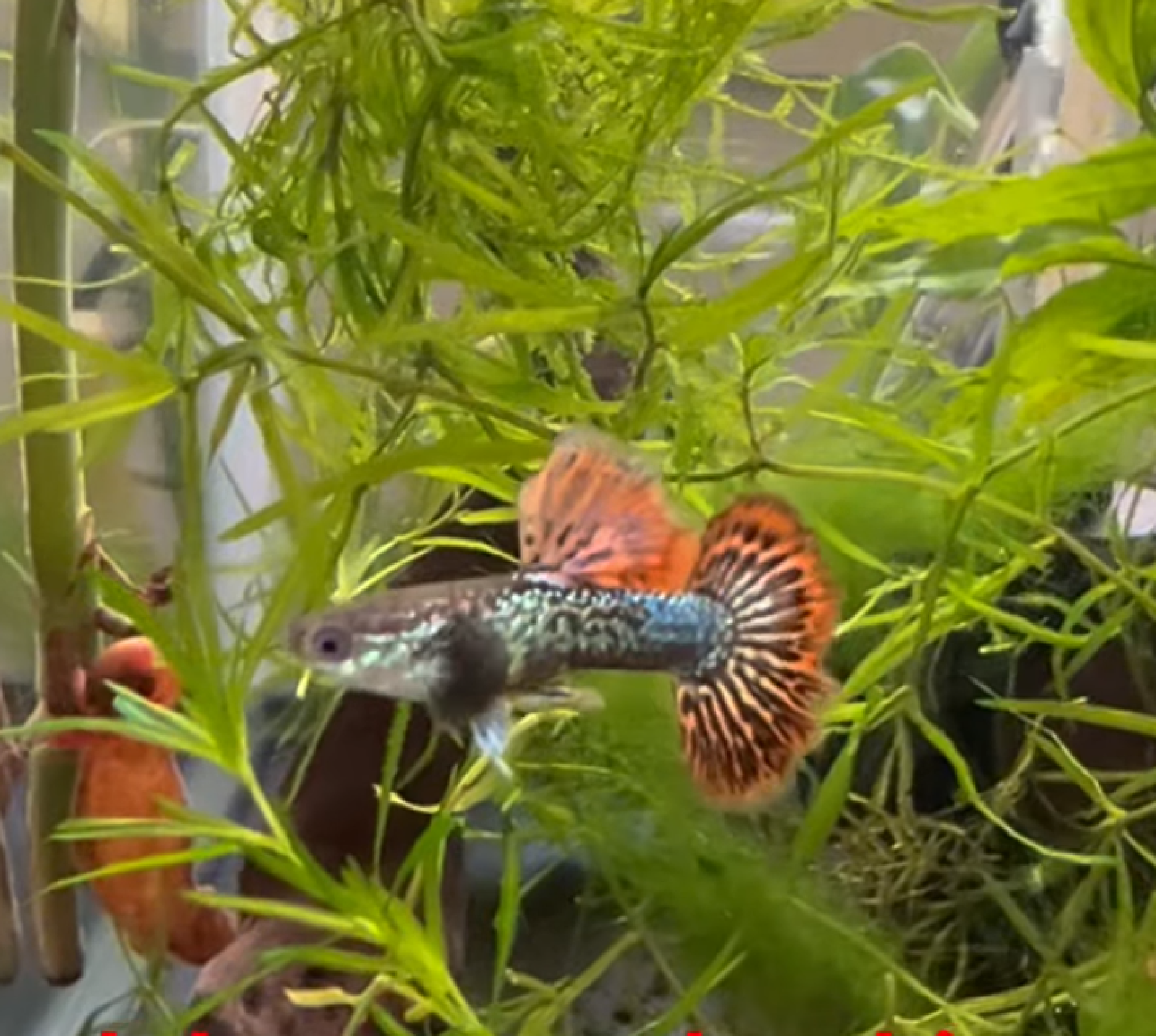 Red Dragon Snake Skin Guppy