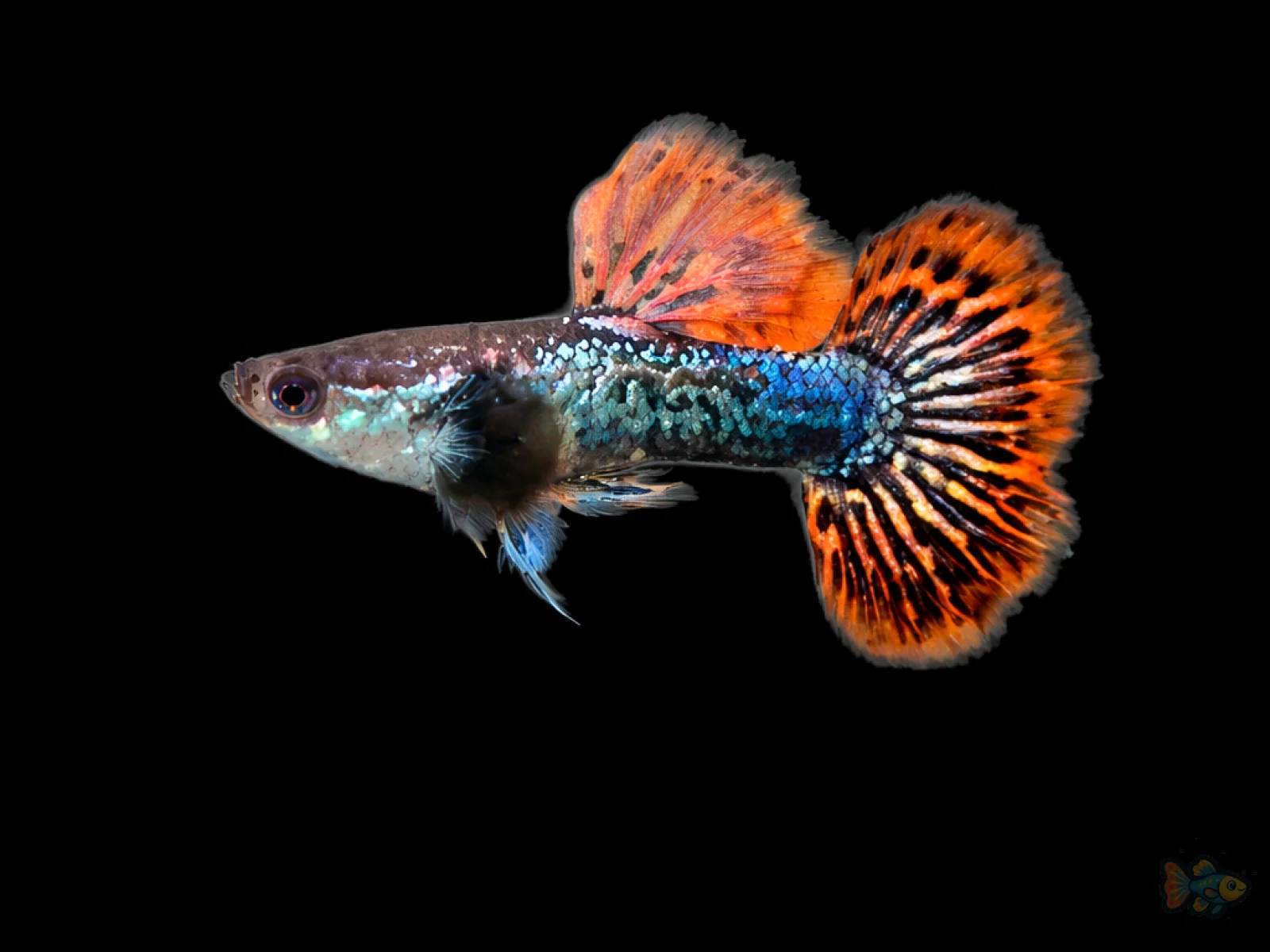 Red Dragon Snake Skin Guppy