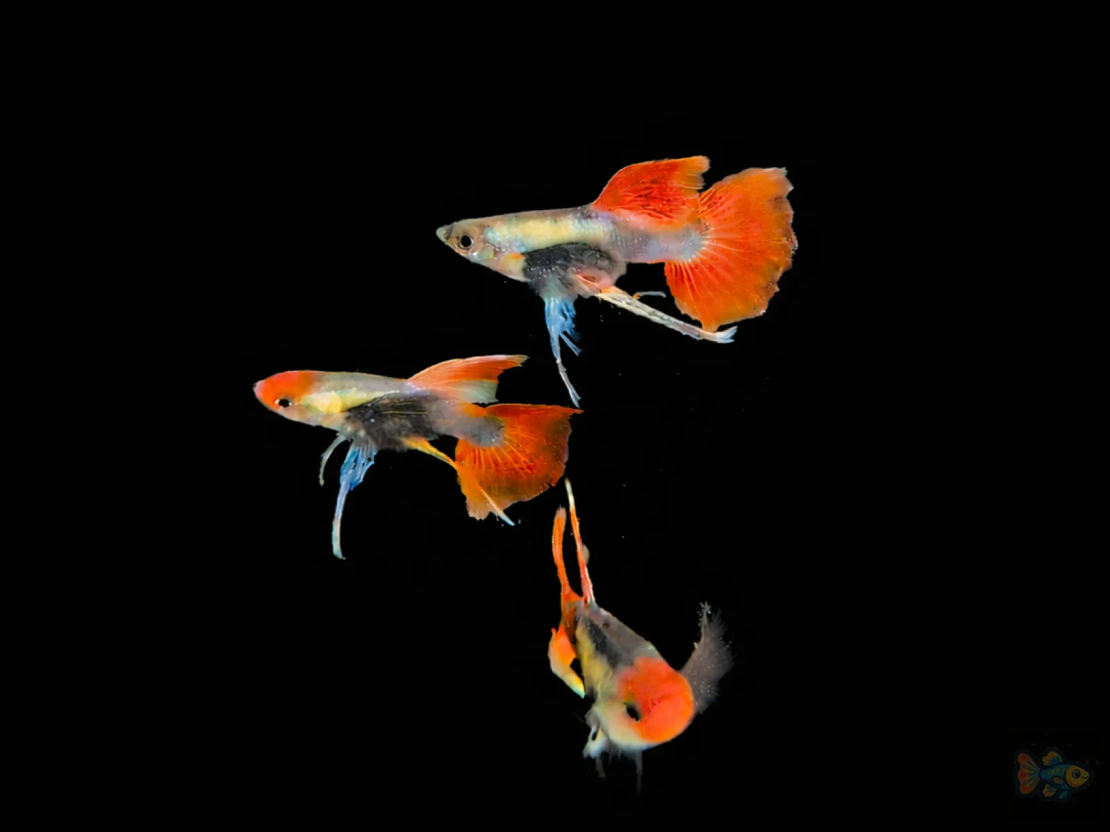 Platinum Red Tail Dumbo Ribbon Guppy