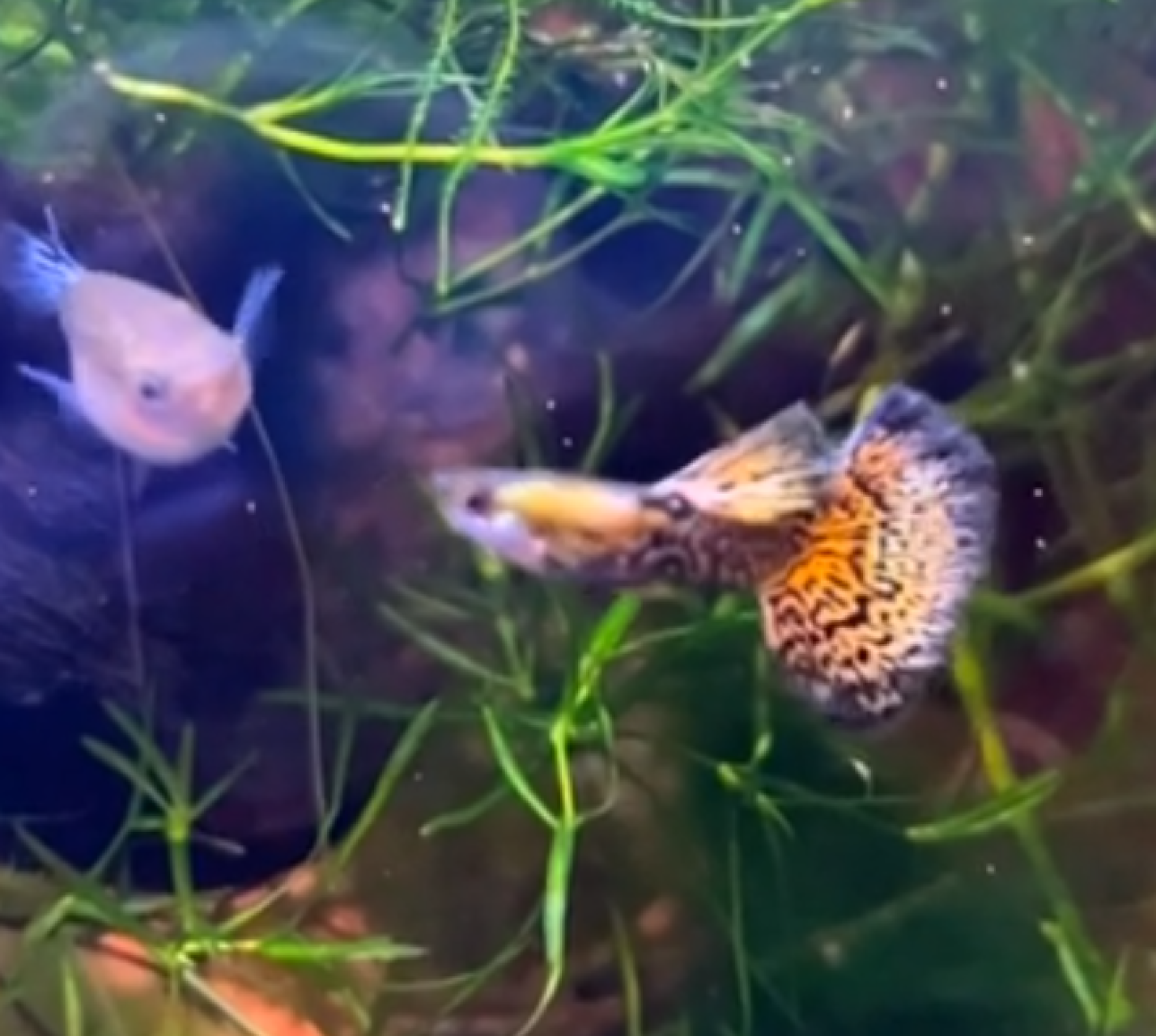 Platinum Gold Black Dragon Guppy