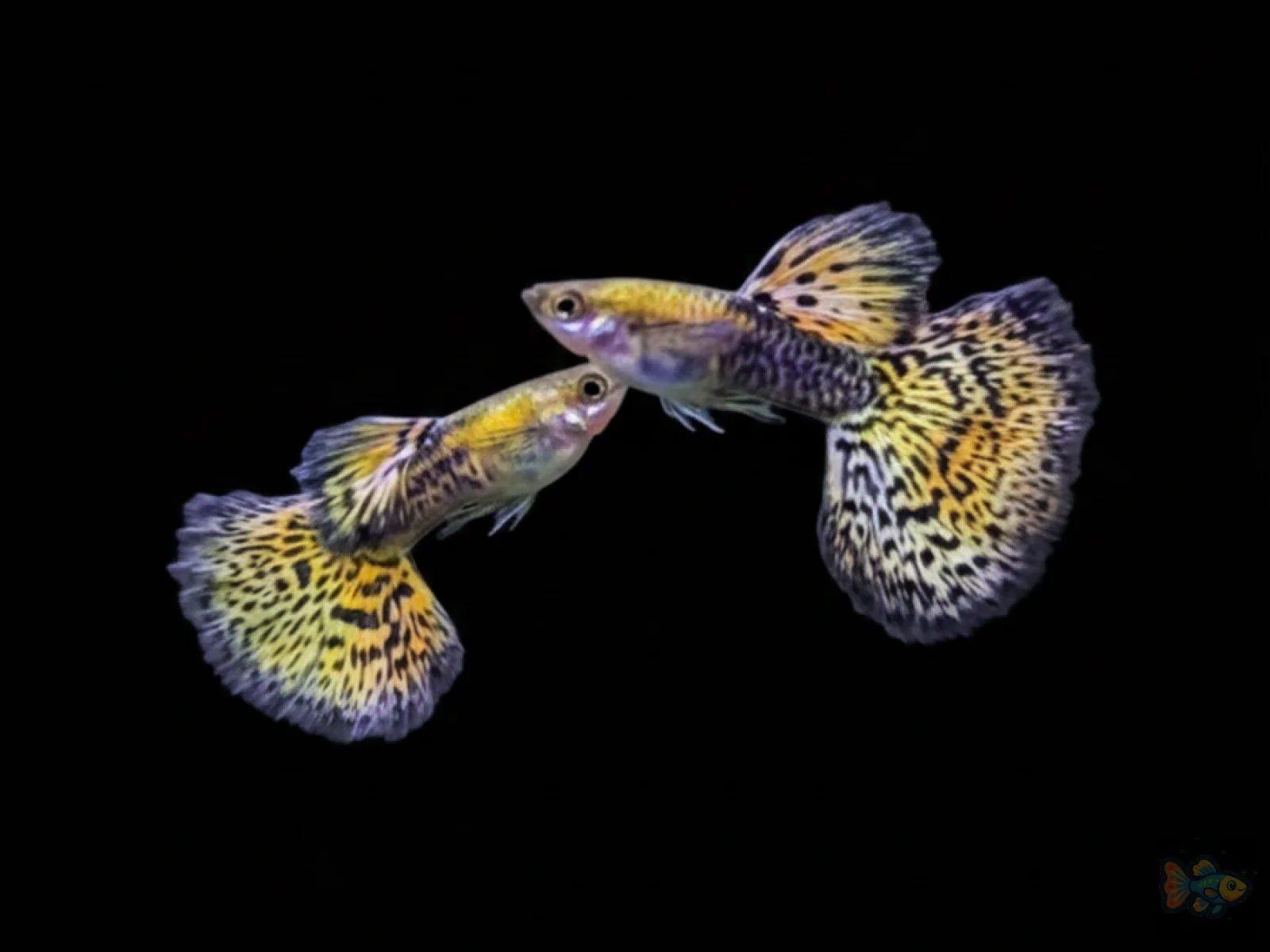 Platinum Gold Black Dragon Guppy