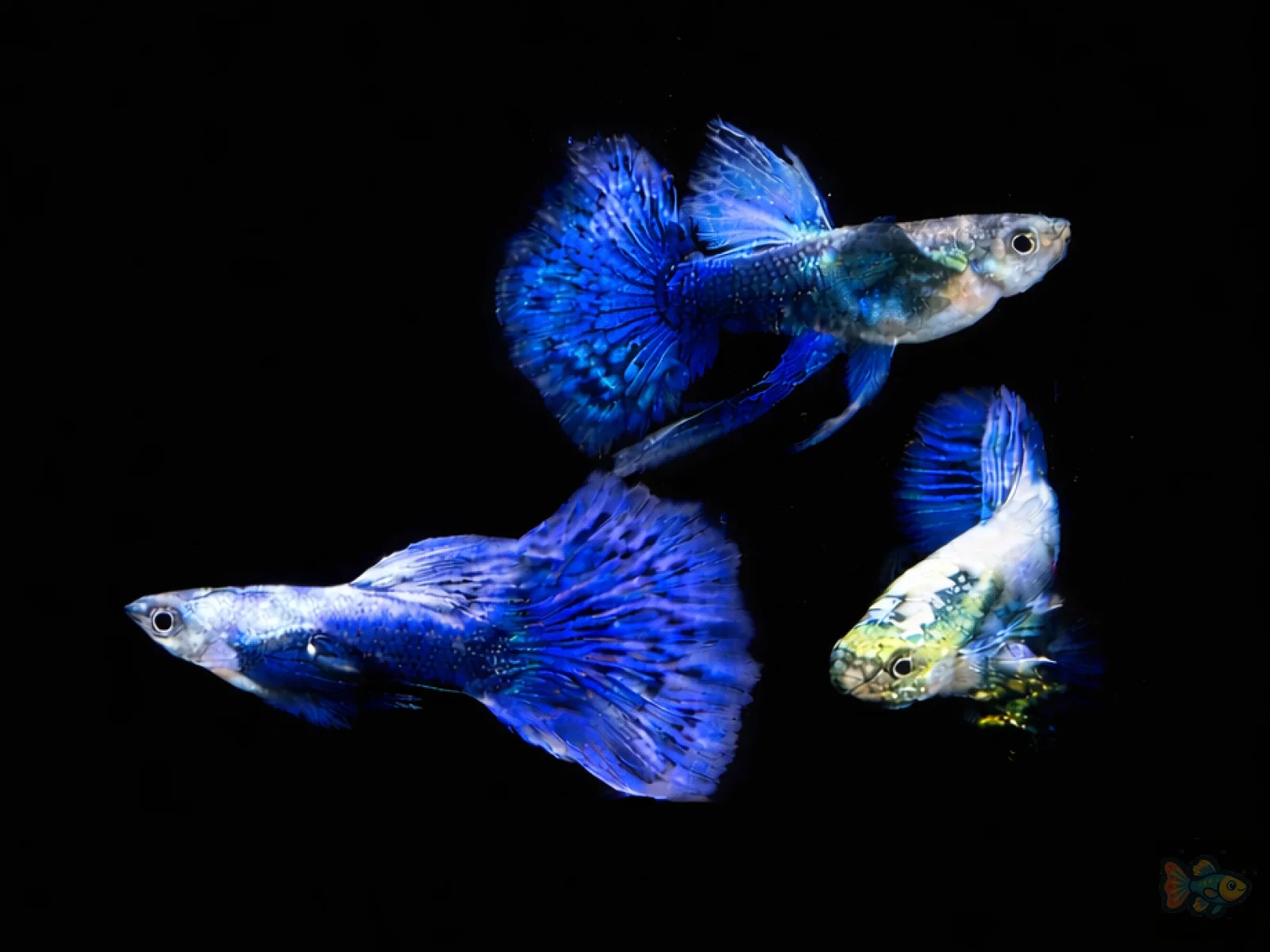 Platinum Blue Ivory Dumbo Ribbon Guppy