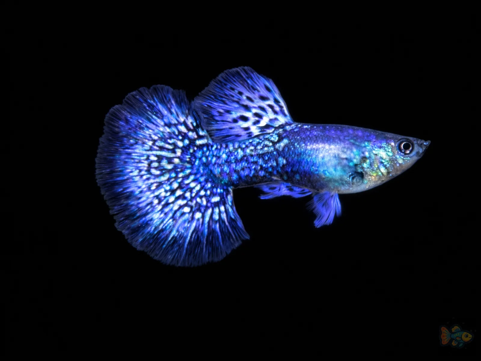 Platinum Blue Dragon Guppy