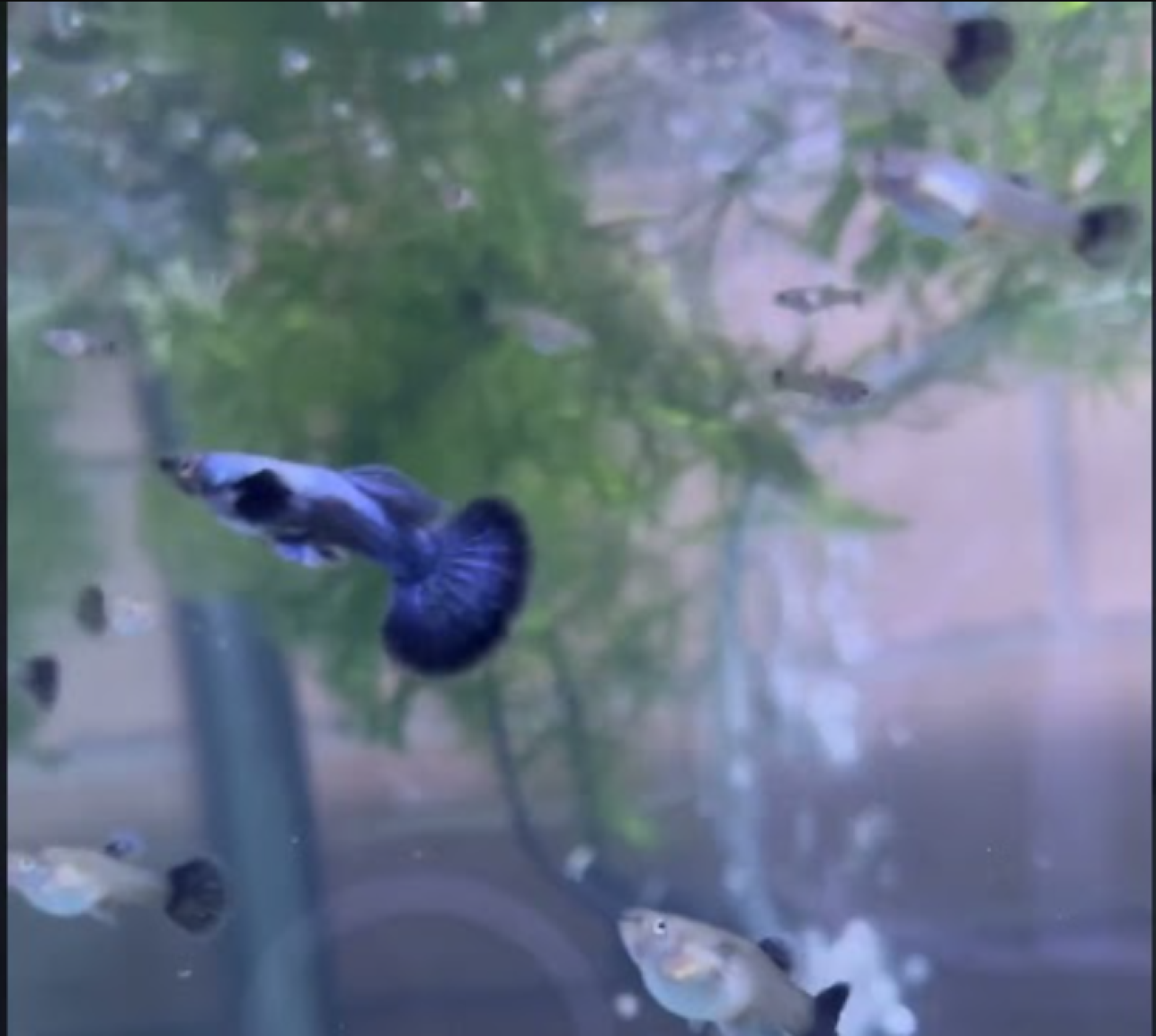 Platinum Blue Dragon Guppy