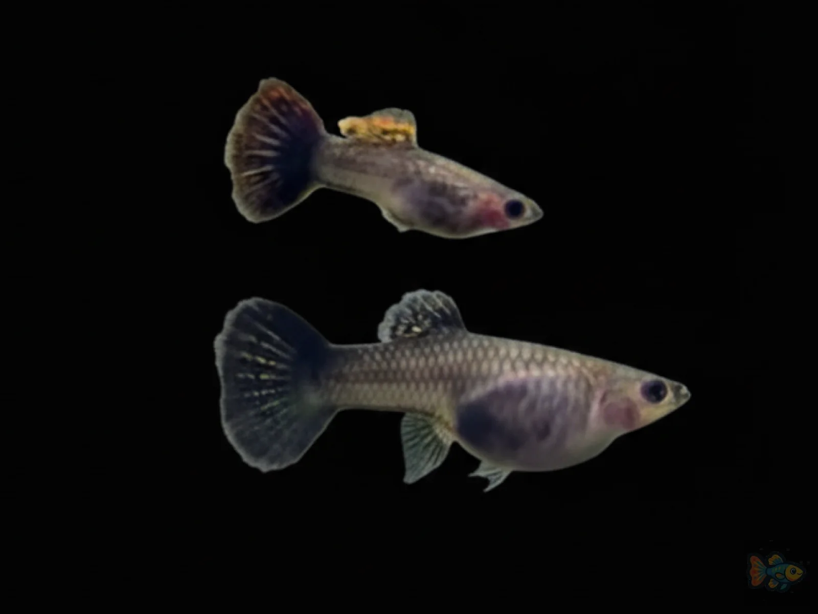 Red Dragon Glass Belly Guppy