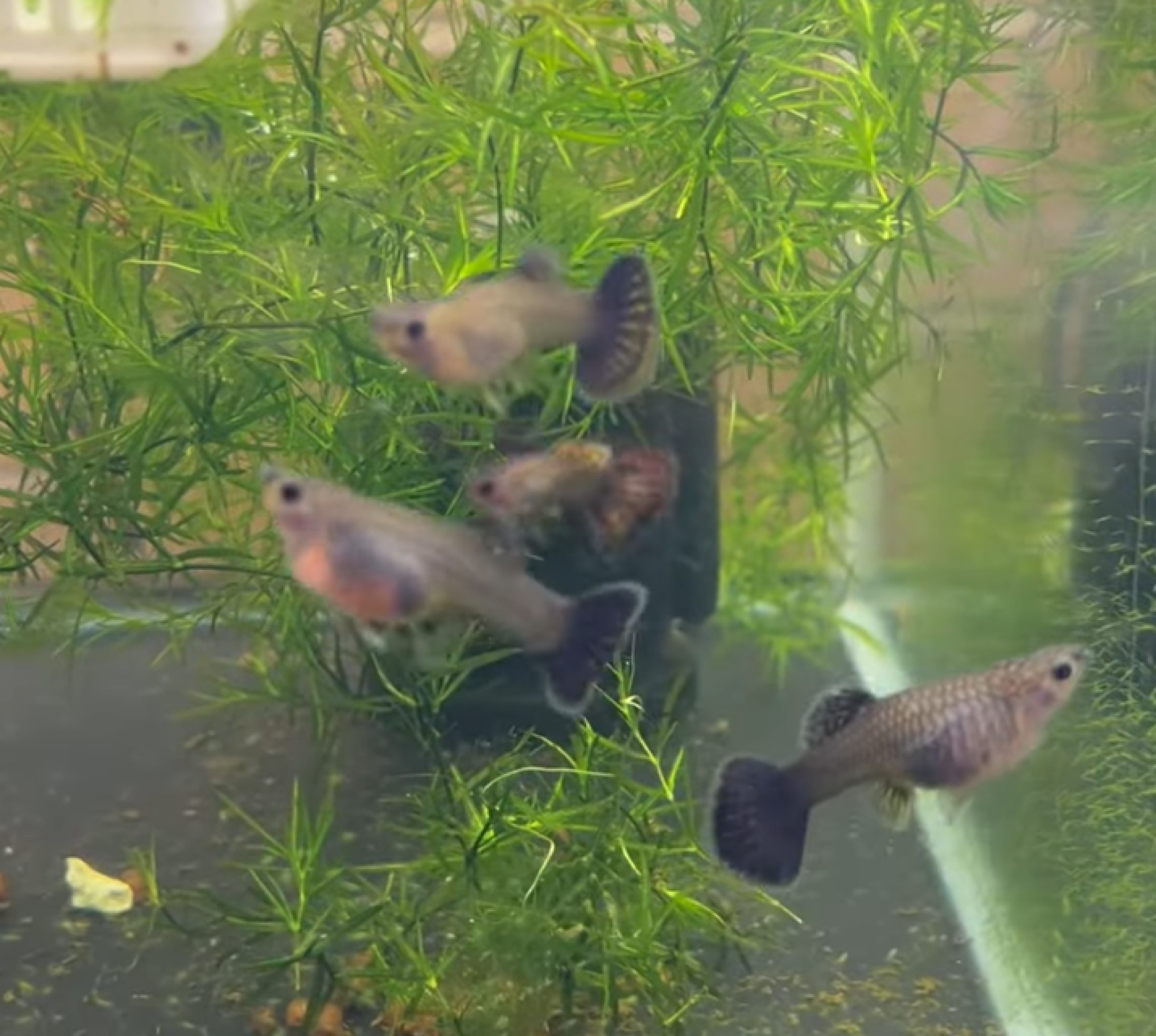 Red Dragon Glass Belly Guppy